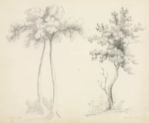 Studies of Upas and Maple Trees
