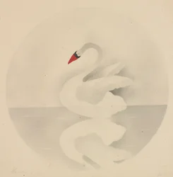 Swan