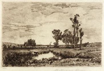 Cattle in a Pond