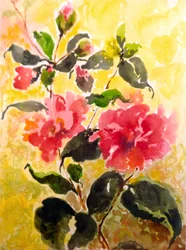 Camelias