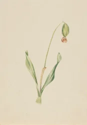 Untitled (Plant Study)