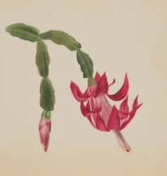 Untitled (Flower Study)