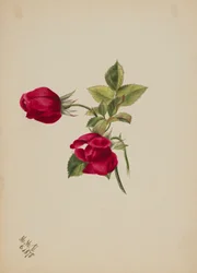 Untitled (Rose)