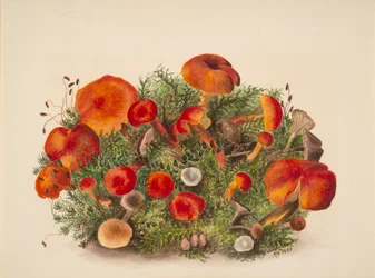 (Untitled - Study of Mushrooms)