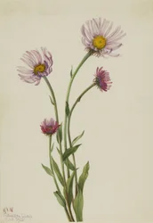 Alaska Fleabane Erigeron salsuginosus