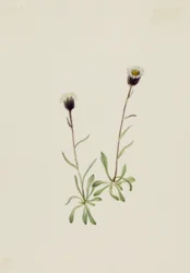 Aleutian Fleabane