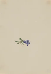 Alpine Harebell