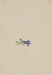 Alpine Harebell