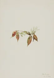 Alpine Pointvetch