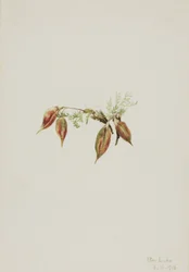 Alpine Pointvetch Oxytropis podocarpa, 1918