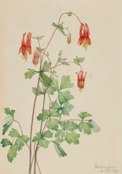 American Columbine (Aquilegia Canadensis)