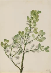 American Mistletoe Phoradendron flavescens, 1923