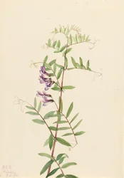 American Vetch Vicia americana