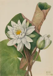 American Waterlily