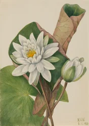 American Waterlily Castalia odorata, 1920