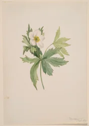 Anemone canadensis