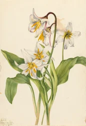 Avalanche Lily