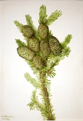 Balsam Fir