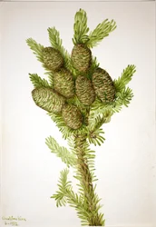 Balsam Fir