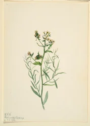 Bastard Toadflax (Comandra pallida)