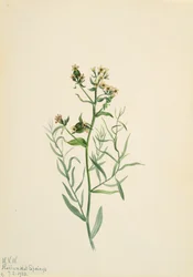 Bastard Toadflax Comandra pallida