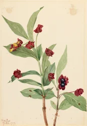 Bearberry Honeysuckle