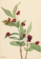 Bearberry Honeysuckle Lonicera involucrata, 1917