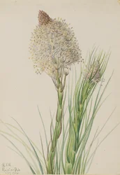 Beargrass, Xerophyllum tenax, 1924.