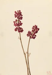 Beauty Berry (Callicarpa americana)