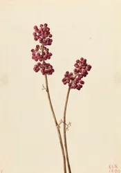 Beauty Berry