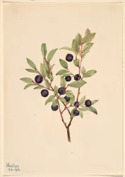 Big Whortleberry