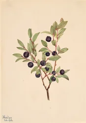 Big Whortleberry Vaccinium Membranaceum