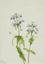 Blue-Eyed Mary