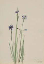 Blue-eyed-grass Sisyrinchium angustifolium