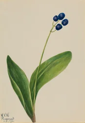 Blue Bead, 1932