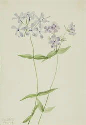 Blue Phlox (Phlox divaricata)