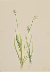 Bog-Asphodel Tofieldia intermedia