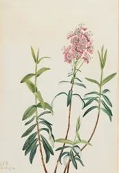 Bog Kalmia