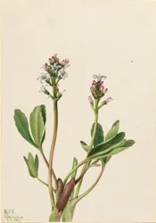 Bogbean