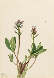 Bogbean Menyanthes trifoliata