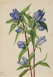 Bottle Gentian (Gentiana saponaria)