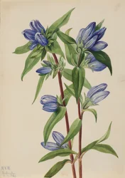 Bottle Gentian Gentiana saponaria