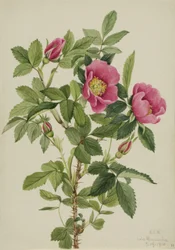 Bourgeau Rose