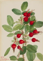 Bourgeau Rose Rosa bourgeauiana