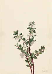 Box Huckleberry Gaylussacia brachycera