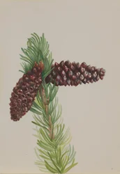 Bristle-Cone Pine Pinus aristata