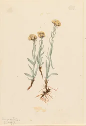 Buff Pussytoes (Antennaria luzuloides)