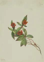 Bunchberry