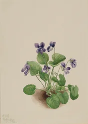 Butterfly Violet