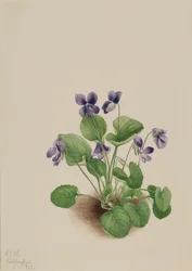 Butterfly Violet Viola Papilionacea